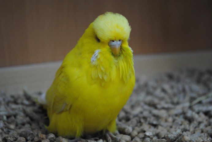 Корелла зеленый