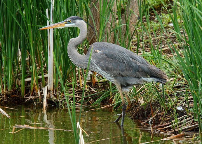 Цапля - Heron