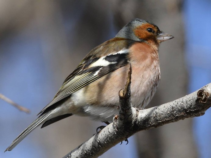 Buchfink = Chaffinch птица