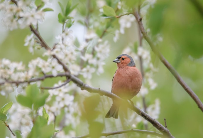 Зяблик (fringilla COELEBS)