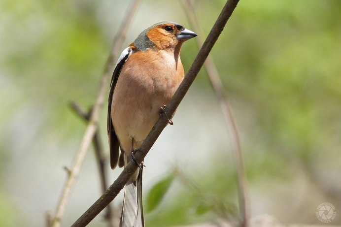 Зяблик (fringílla COÉLEBS)