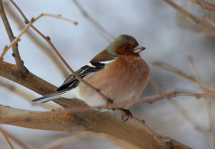 Зяблик (fringílla COÉLEBS)