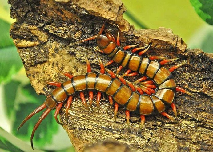 Многоножка Millipede