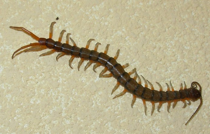 Многоножка Millipede