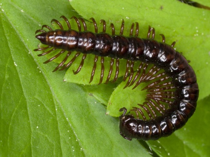 Многоножки (Myriapoda)