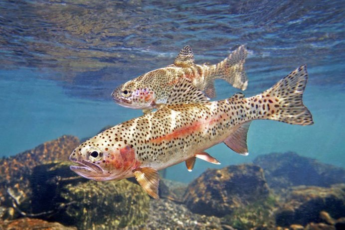 Oncorhynchus mykiss in Nestos River
