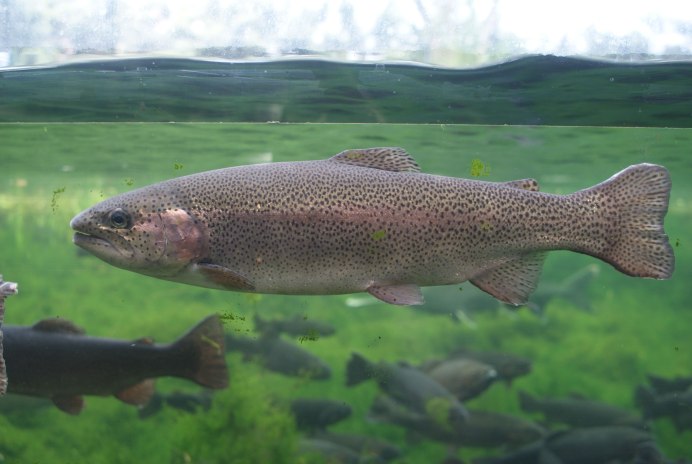 Ку́мжа( Salmo trutta)