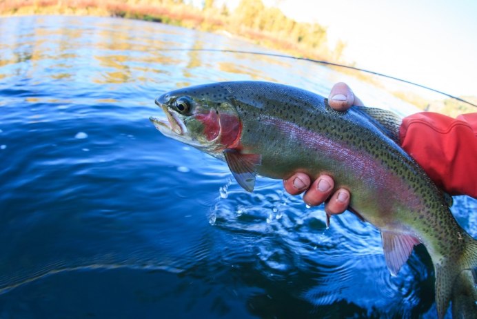 Rainbow Trout рыба