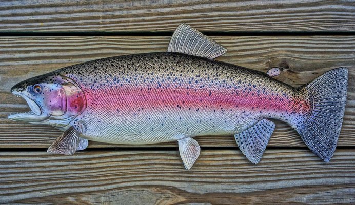 Радужная форель Oncorhynchus mykiss