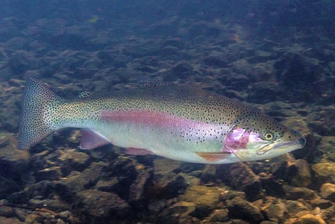 Радужная форель Oncorhynchus mykiss