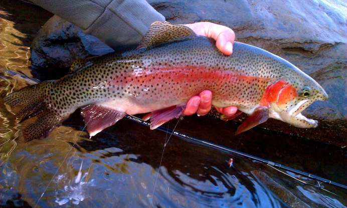 Gila Trout рыба