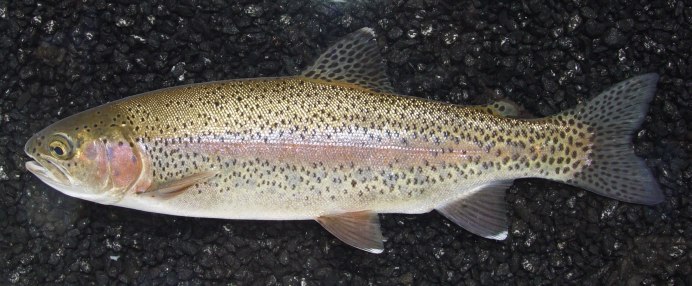 Микижа Oncorhynchus mykiss