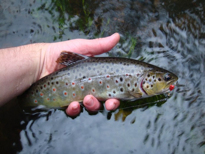 Rainbow Trout рыба