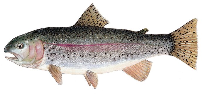 Радужная форель Oncorhynchus mykiss
