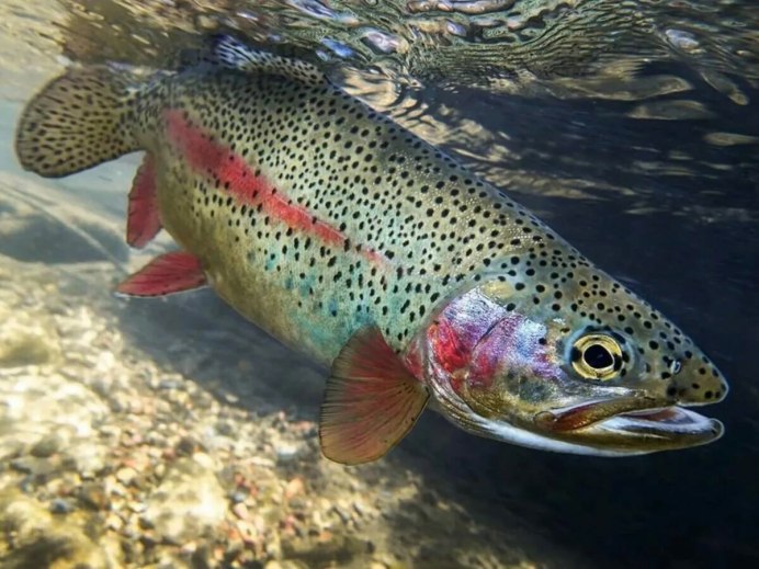 Oncorhynchus clarki