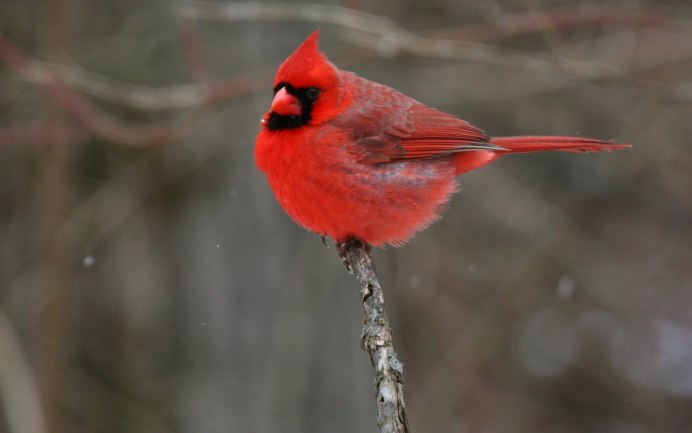 Птица с красным горлышком