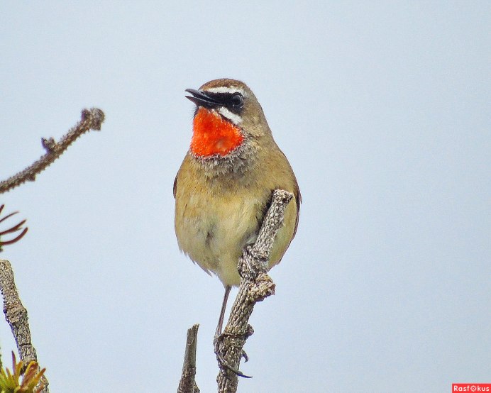 Melanerpes erythrocephalus