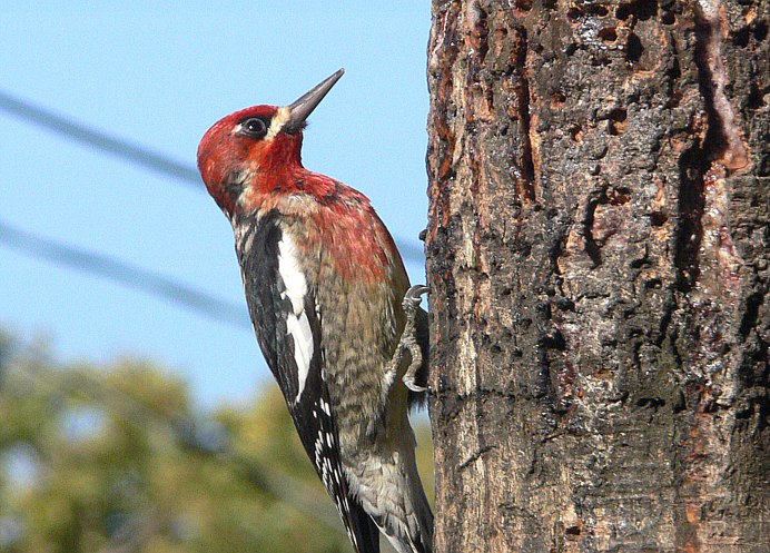 Красноголовый меланерпес
