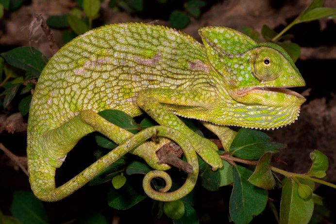 Древесная Аброния