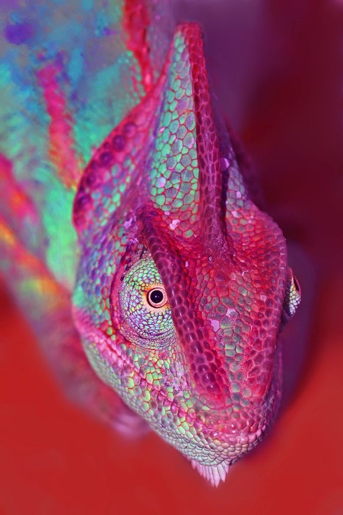 Рептилии в джунглях