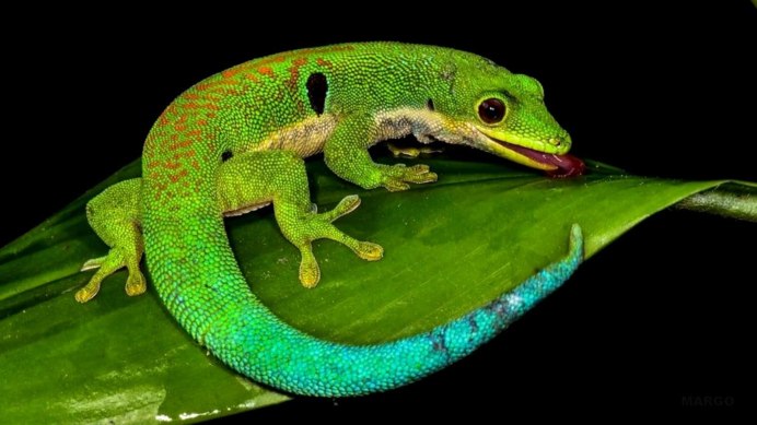 Змеи в джунглях