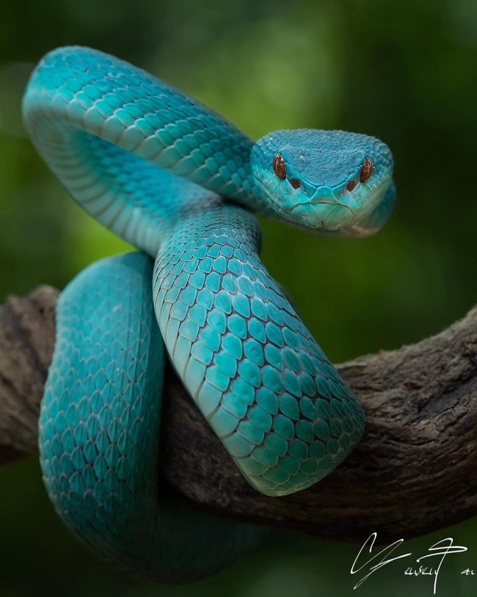 Змеиные глаза