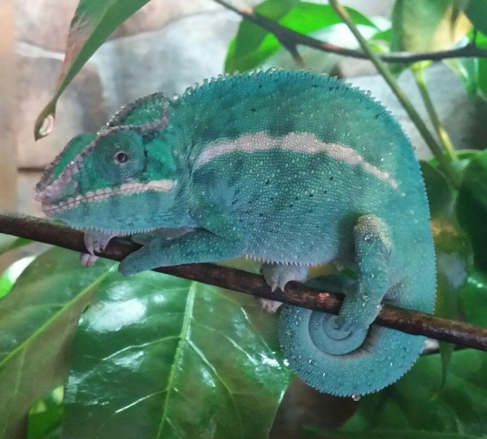 Африканский бумсланг