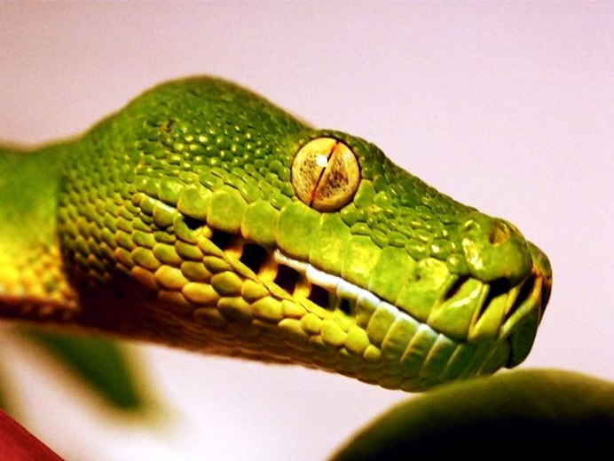 Хамелеоновый геккон