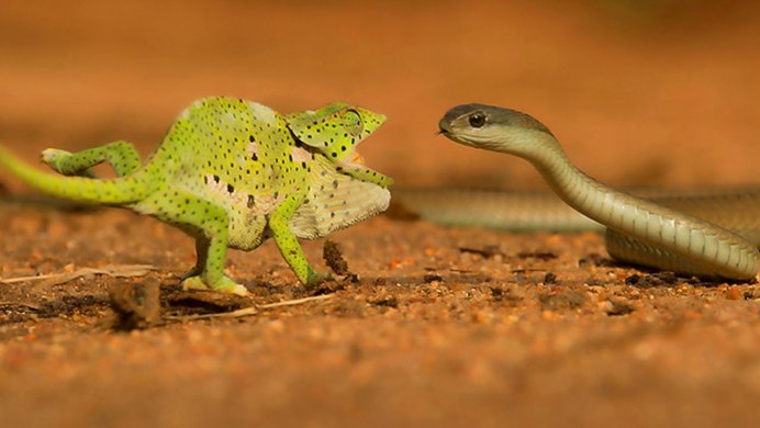 Голубая куфия змея