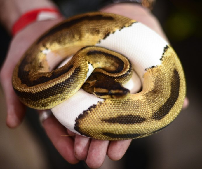 Змеи хамелеоны