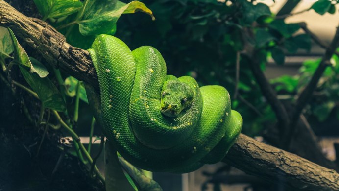 Питон хамелеон