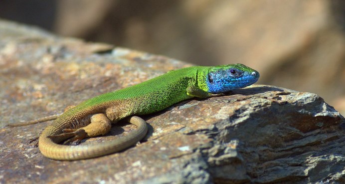 Хамелеон индиго