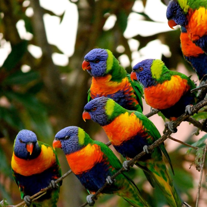 Rainbow Lorikeet попугай