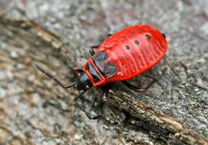 Клоп-солдатик – Pyrrhocoris apterus