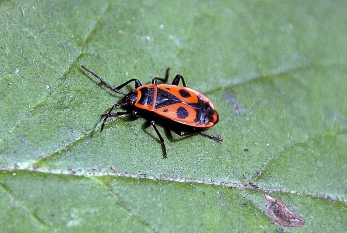 Клоп-солдатик Pyrrhocoris