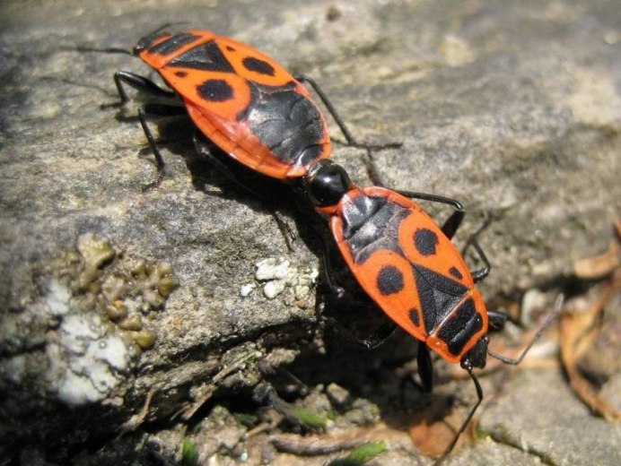 Рапсовый клоп Eurydema oleracea.
