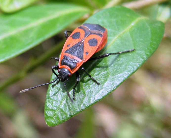 Firebug насекомое