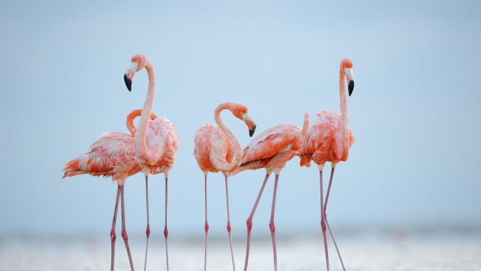 Фламинго National Geographic