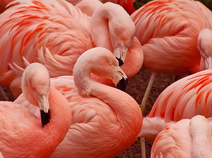 День розового Фламинго (Pink Flamingo Day)