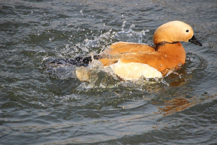 Diving Duck