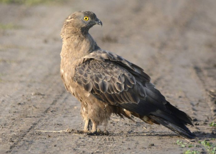 Осоед Pernis apivorus