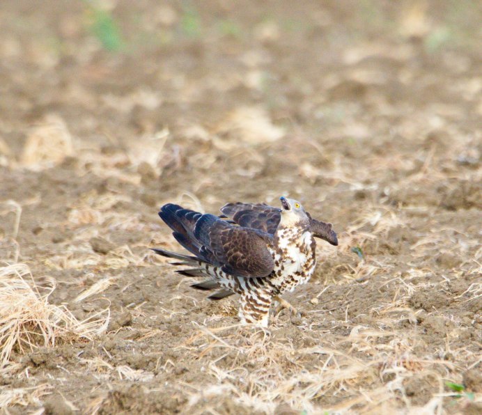 European Honey-Buzzard Pernis apivorus