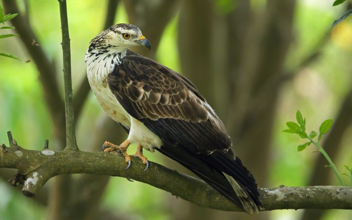 Crested Honey-Buzzard