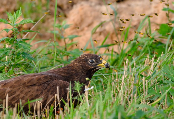 Осоед хохлатый (Pernis ptilorhynchus)