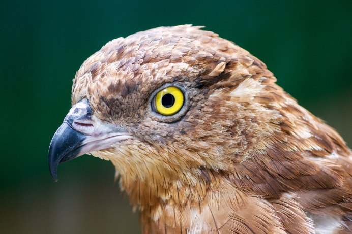 Pernis apivorus