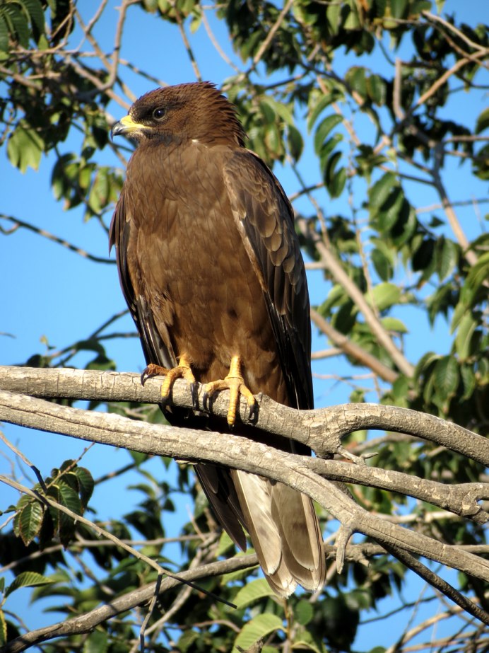 Pernis apivorus