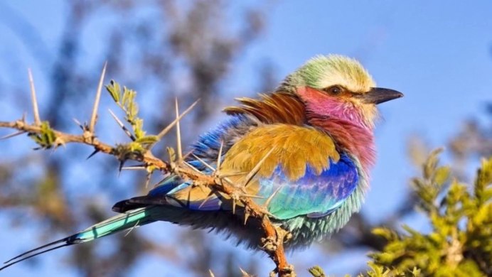 Птичка танагра