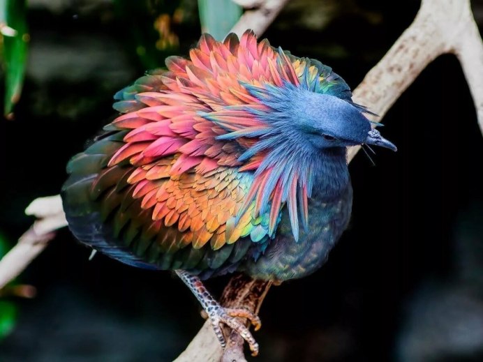 Юкатанская Сойка