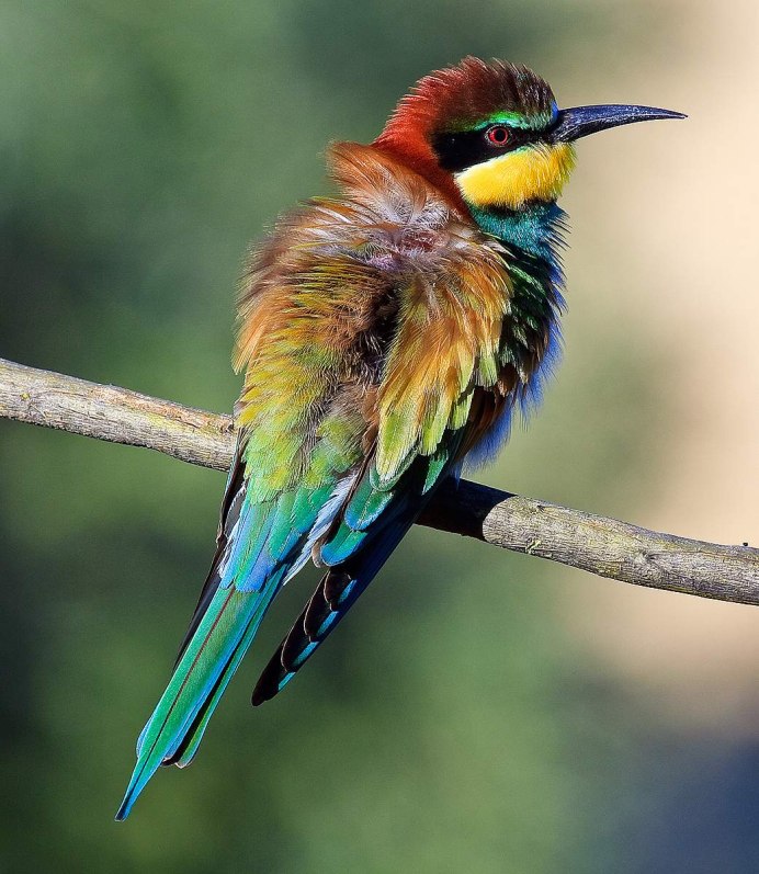 Фиолетовая Сойка