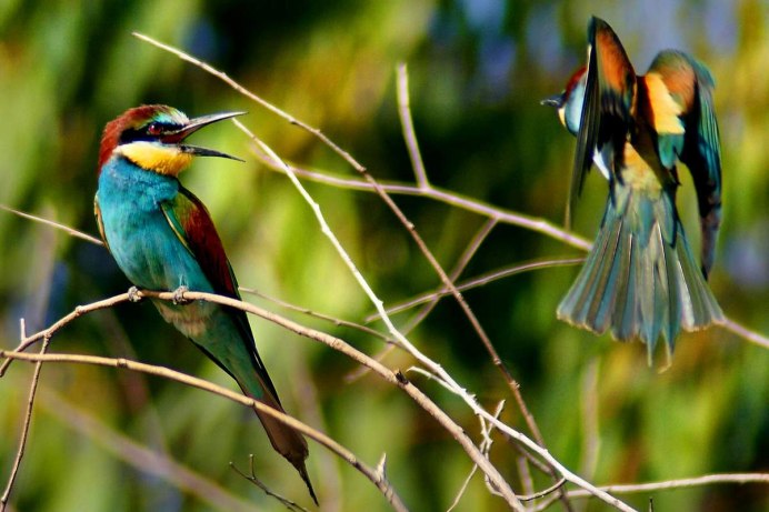 Зеленый Дакнис